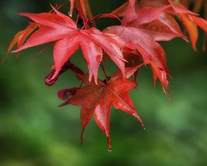 Preview wallpaper maple, leaves, drops, wet, macro