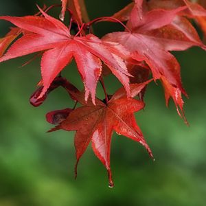 Preview wallpaper maple, leaves, drops, wet, macro