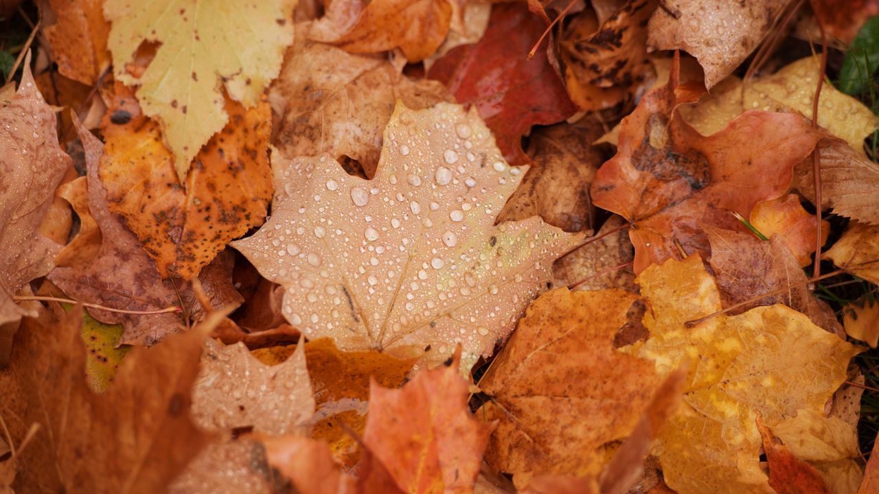 Wallpaper maple, leaves, drops, water, rain, autumn