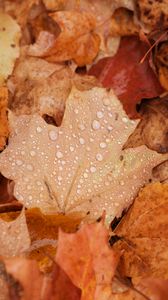 Preview wallpaper maple, leaves, drops, water, rain, autumn