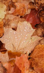 Preview wallpaper maple, leaves, drops, water, rain, autumn