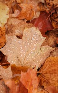 Preview wallpaper maple, leaves, drops, water, rain, autumn