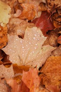 Preview wallpaper maple, leaves, drops, water, rain, autumn