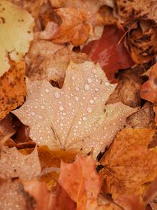 Preview wallpaper maple, leaves, drops, water, rain, autumn