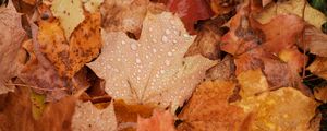 Preview wallpaper maple, leaves, drops, water, rain, autumn