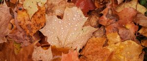 Preview wallpaper maple, leaves, drops, water, rain, autumn