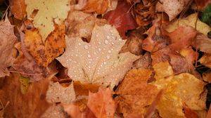 Preview wallpaper maple, leaves, drops, water, rain, autumn