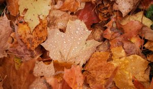 Preview wallpaper maple, leaves, drops, water, rain, autumn