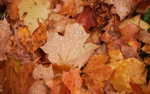 Preview wallpaper maple, leaves, drops, water, rain, autumn