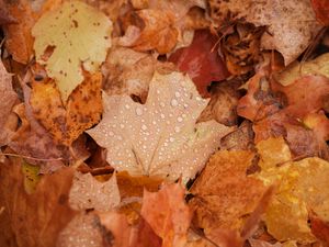 Preview wallpaper maple, leaves, drops, water, rain, autumn