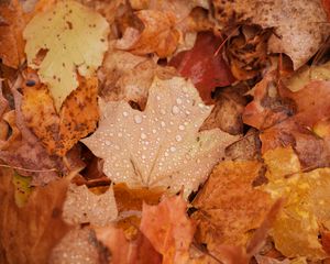 Preview wallpaper maple, leaves, drops, water, rain, autumn