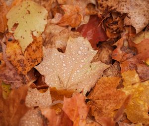 Preview wallpaper maple, leaves, drops, water, rain, autumn