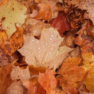 Preview wallpaper maple, leaves, drops, water, rain, autumn