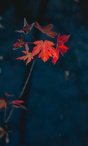 Preview wallpaper maple, leaves, dry, branch, autumn, nature, red