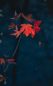 Preview wallpaper maple, leaves, dry, branch, autumn, nature, red