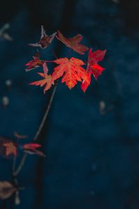 Preview wallpaper maple, leaves, dry, branch, autumn, nature, red