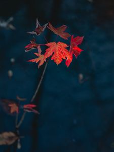 Preview wallpaper maple, leaves, dry, branch, autumn, nature, red