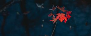 Preview wallpaper maple, leaves, dry, branch, autumn, nature, red