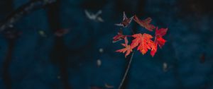 Preview wallpaper maple, leaves, dry, branch, autumn, nature, red