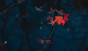 Preview wallpaper maple, leaves, dry, branch, autumn, nature, red