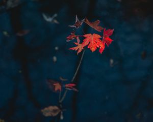 Preview wallpaper maple, leaves, dry, branch, autumn, nature, red