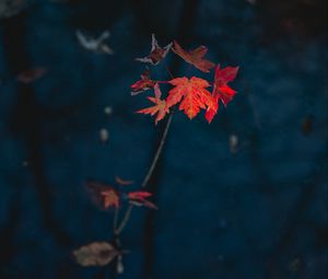 Preview wallpaper maple, leaves, dry, branch, autumn, nature, red