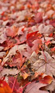 Preview wallpaper maple, leaves, dry, autumn, nature