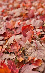 Preview wallpaper maple, leaves, dry, autumn, nature