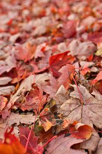 Preview wallpaper maple, leaves, dry, autumn, nature