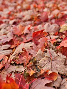 Preview wallpaper maple, leaves, dry, autumn, nature