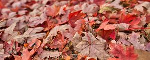 Preview wallpaper maple, leaves, dry, autumn, nature