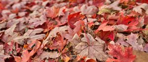Preview wallpaper maple, leaves, dry, autumn, nature