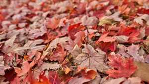 Preview wallpaper maple, leaves, dry, autumn, nature