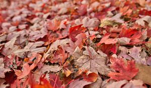 Preview wallpaper maple, leaves, dry, autumn, nature