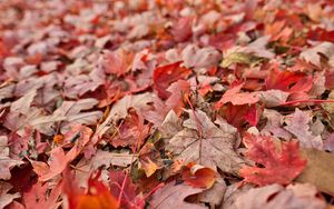 Preview wallpaper maple, leaves, dry, autumn, nature