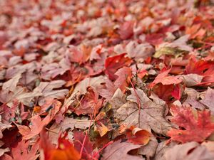 Preview wallpaper maple, leaves, dry, autumn, nature