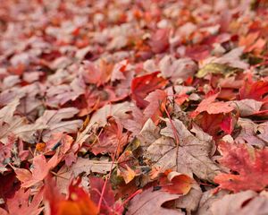 Preview wallpaper maple, leaves, dry, autumn, nature