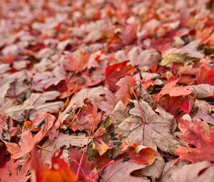 Preview wallpaper maple, leaves, dry, autumn, nature