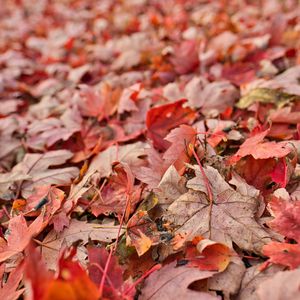 Preview wallpaper maple, leaves, dry, autumn, nature