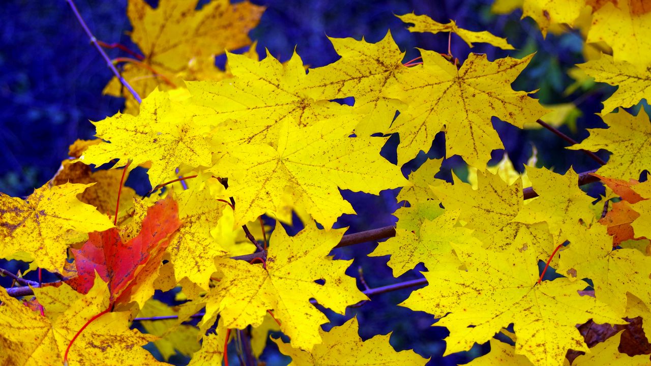 Wallpaper maple, leaves, fall, fallen, yellow