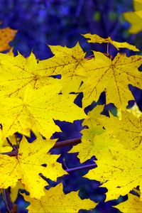 Preview wallpaper maple, leaves, fall, fallen, yellow