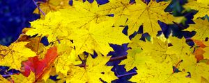 Preview wallpaper maple, leaves, fall, fallen, yellow