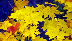Preview wallpaper maple, leaves, fall, fallen, yellow