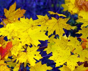 Preview wallpaper maple, leaves, fall, fallen, yellow