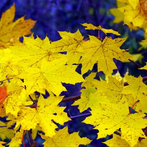 Preview wallpaper maple, leaves, fall, fallen, yellow