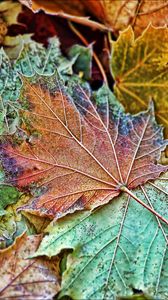 Preview wallpaper maple, leaves, frost, autumn, macro
