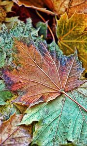 Preview wallpaper maple, leaves, frost, autumn, macro