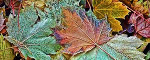 Preview wallpaper maple, leaves, frost, autumn, macro