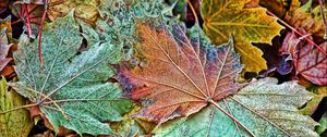 Preview wallpaper maple, leaves, frost, autumn, macro
