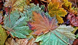 Preview wallpaper maple, leaves, frost, autumn, macro